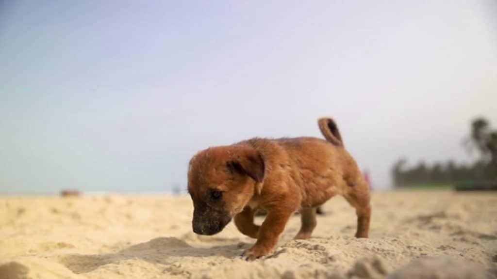 Stray Puppy
