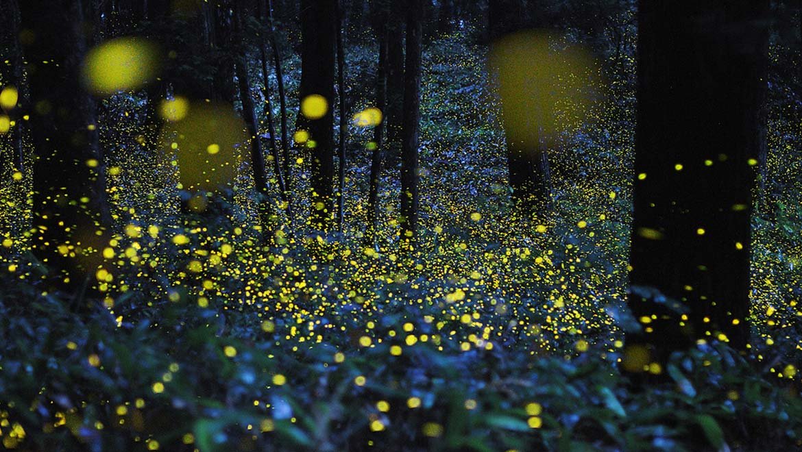 abdomen of the fireflies