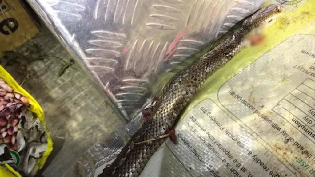 deadly snake in the truck